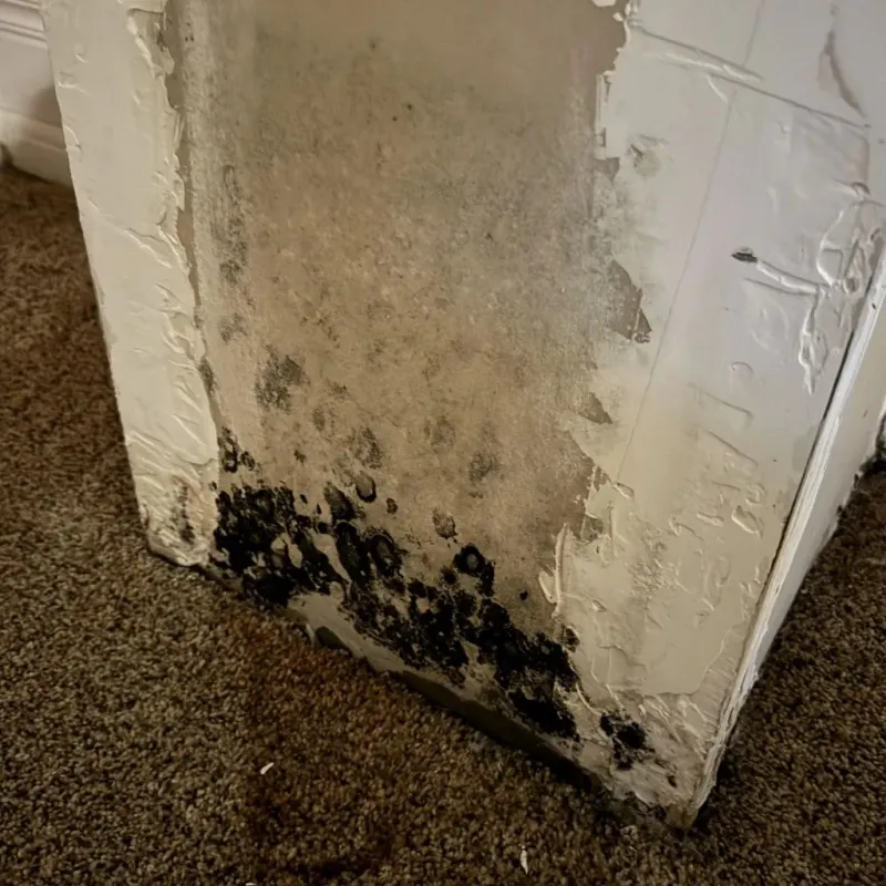 Professional Mold Removal in Kaysville, UT